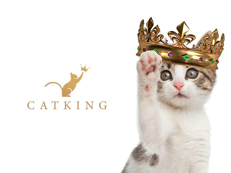 Catking-branding-mooc creative